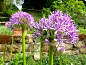 Blumenzwiebeln pflanzen im Garten und als Blumenzwiebel Lasagne im Topfgarten