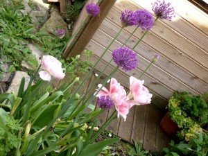 Blumenzwiebeln pflanzen im Garten und als Blumenzwiebel Lasagne im Topfgarten