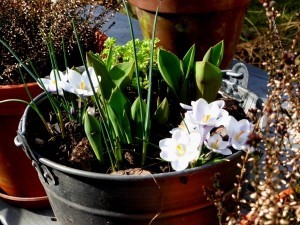 Blumenzwiebeln pflanzen im Garten und als Blumenzwiebel Lasagne im Topfgarten