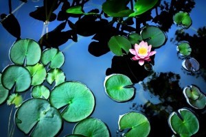 Gartenteich, Schwimmteich und Naturpool im Garten