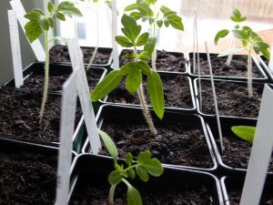 Tipps zur Anzucht von Gemüse von Aubergine bis Zucchini