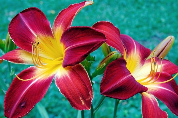 Zauberhafte Lilie: Bedeutung und Pflege der beliebten Schnittblume