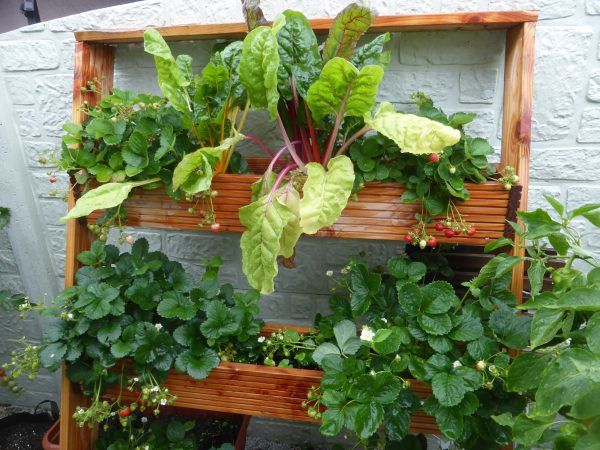 Pflanztreppe selber bauen fürs Vertical Gardening