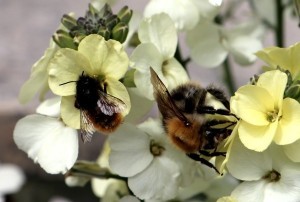 Bienensterben, Artensterben, Vogelsterben, Pestizide, Glyphosat