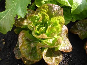 Salat säen wie Winterkopfsalat und Asiasalat, und fast das ganze Jahr eigenen Salat genießen