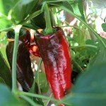 Paprika im Topf oder Beet anpflanzen