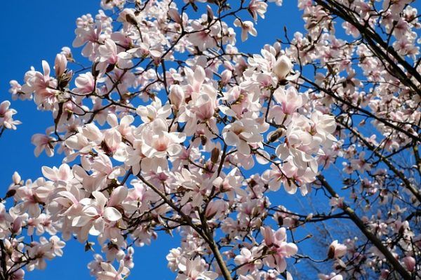 Frühlingsblüher, Sommerblüher oder Zergsträucher wie Lavendel: Sträucher richtig schneiden