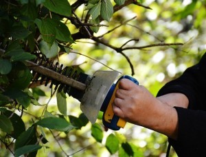 Sträucher richtig schneiden: Anleitung für Sommerblüher, Frühlingsblüher und Zwersträucher wie Lavendel