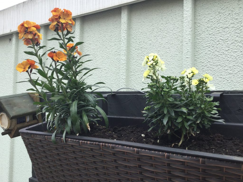 Paletten im Garten: Bau Anleitung für einen vertikalen Garten und Bild bunter Goldlack, bienenfreundliche Pflanze