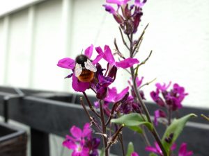 Paletten im Garten: Bau Anleitung für einen vertikalen Garten und Bild Gänsekresse , bienenfreundliche Pflanze, mit Gehörnter Mauerbiene