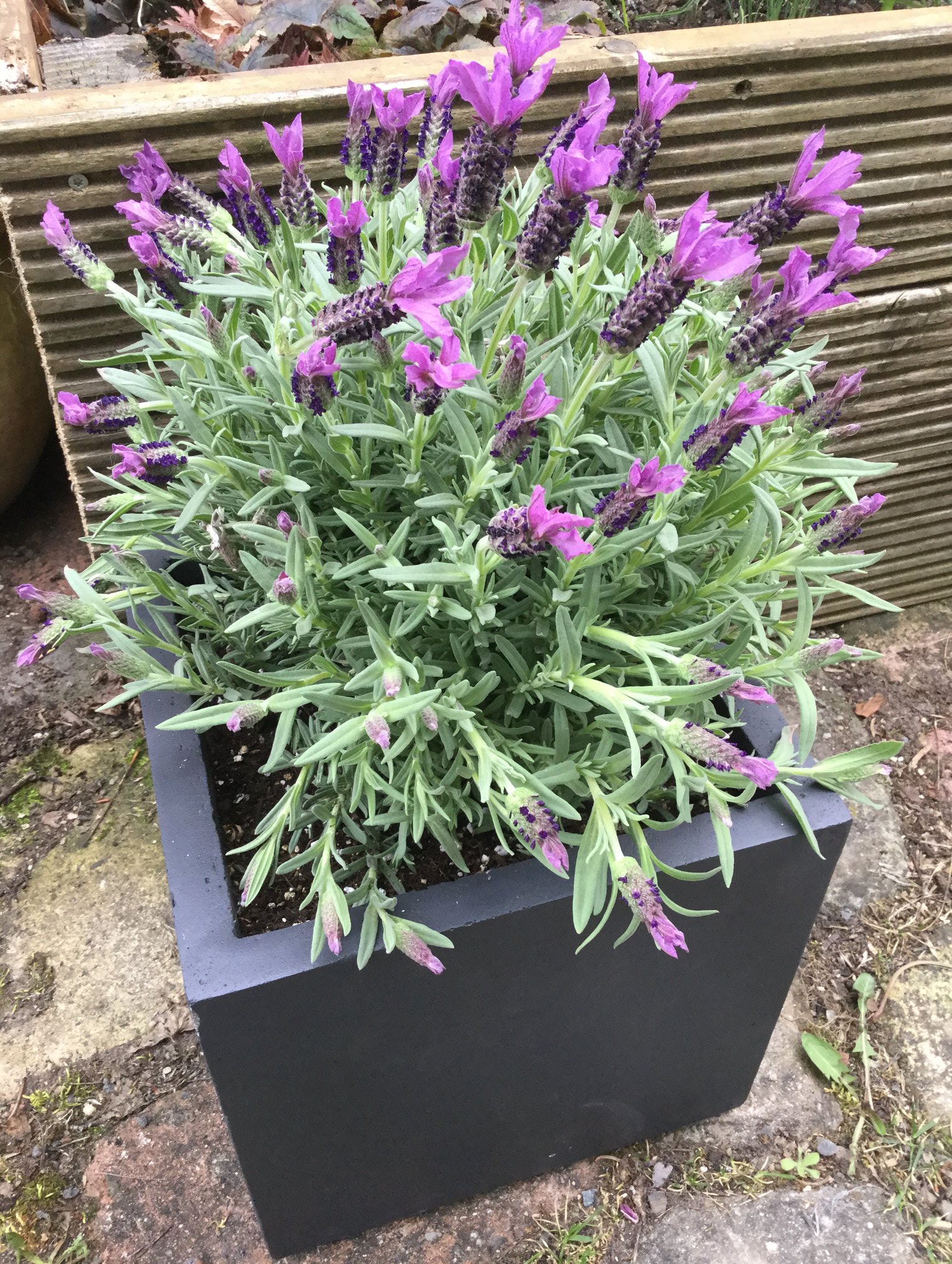 BioBizz Bio-Bloom – Organischer Flüssigdünger Für Blüte & Fruchtbildung | 10 Liter, Für Erde & Kokos