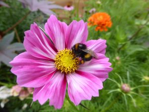 Garten im Sommer und Artenvielfalt fördern