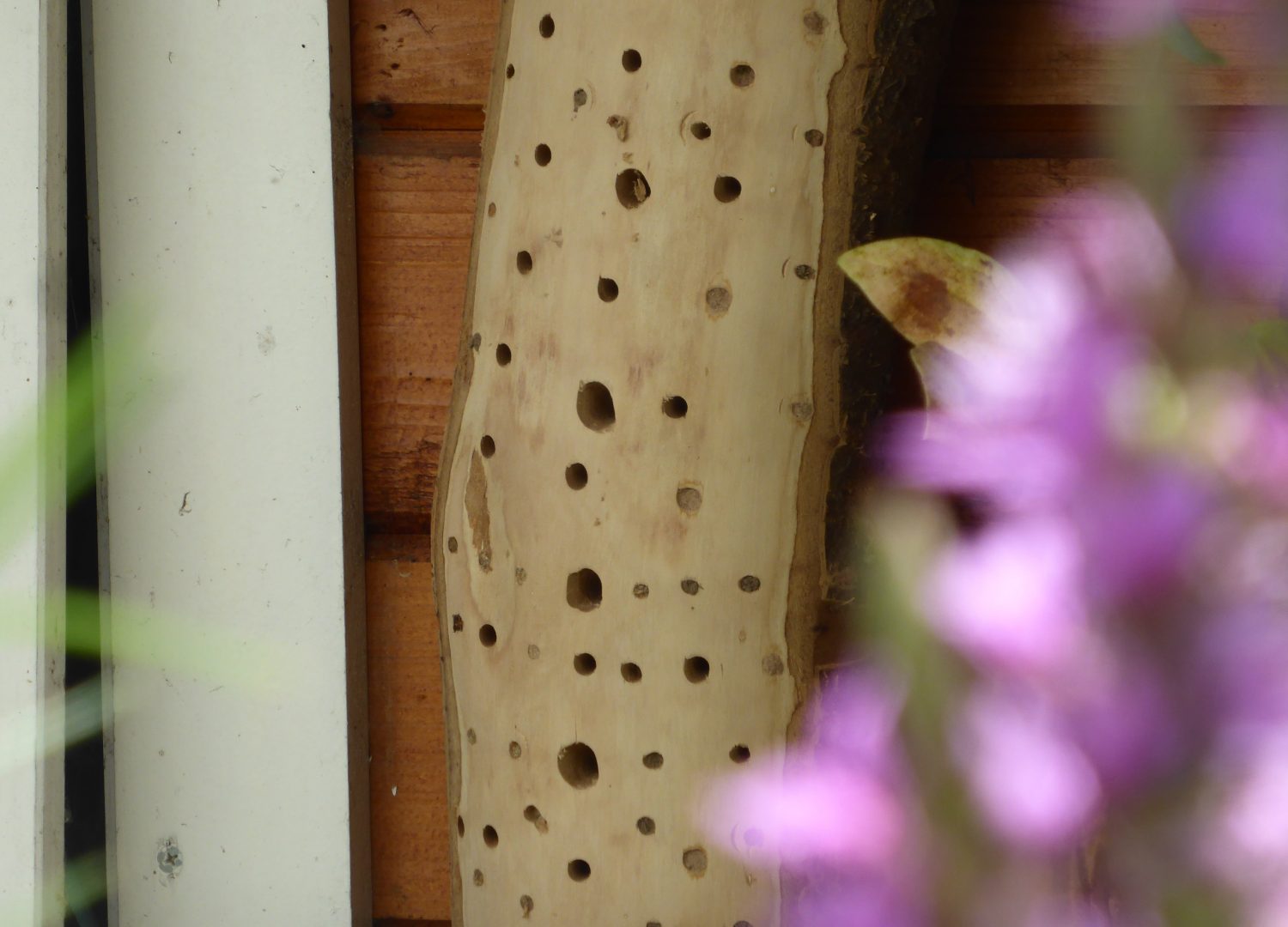 Der Artenvielfalt zuliebe: Ein Wildbienen- & Insektenhotel richtig bauen