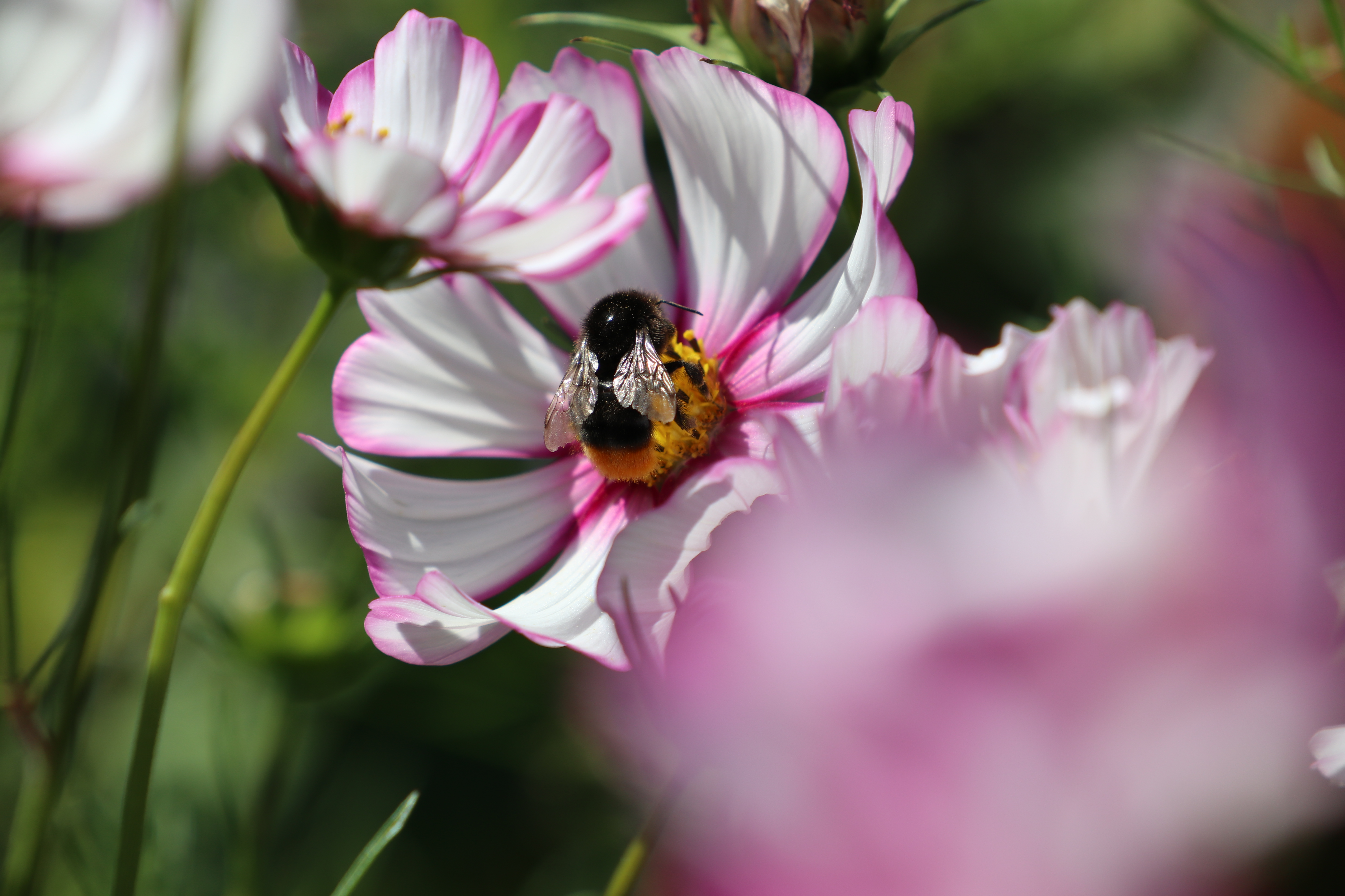 Garten neu anlegen: Bienenfreundlicher Gartne mit Insektenweiden