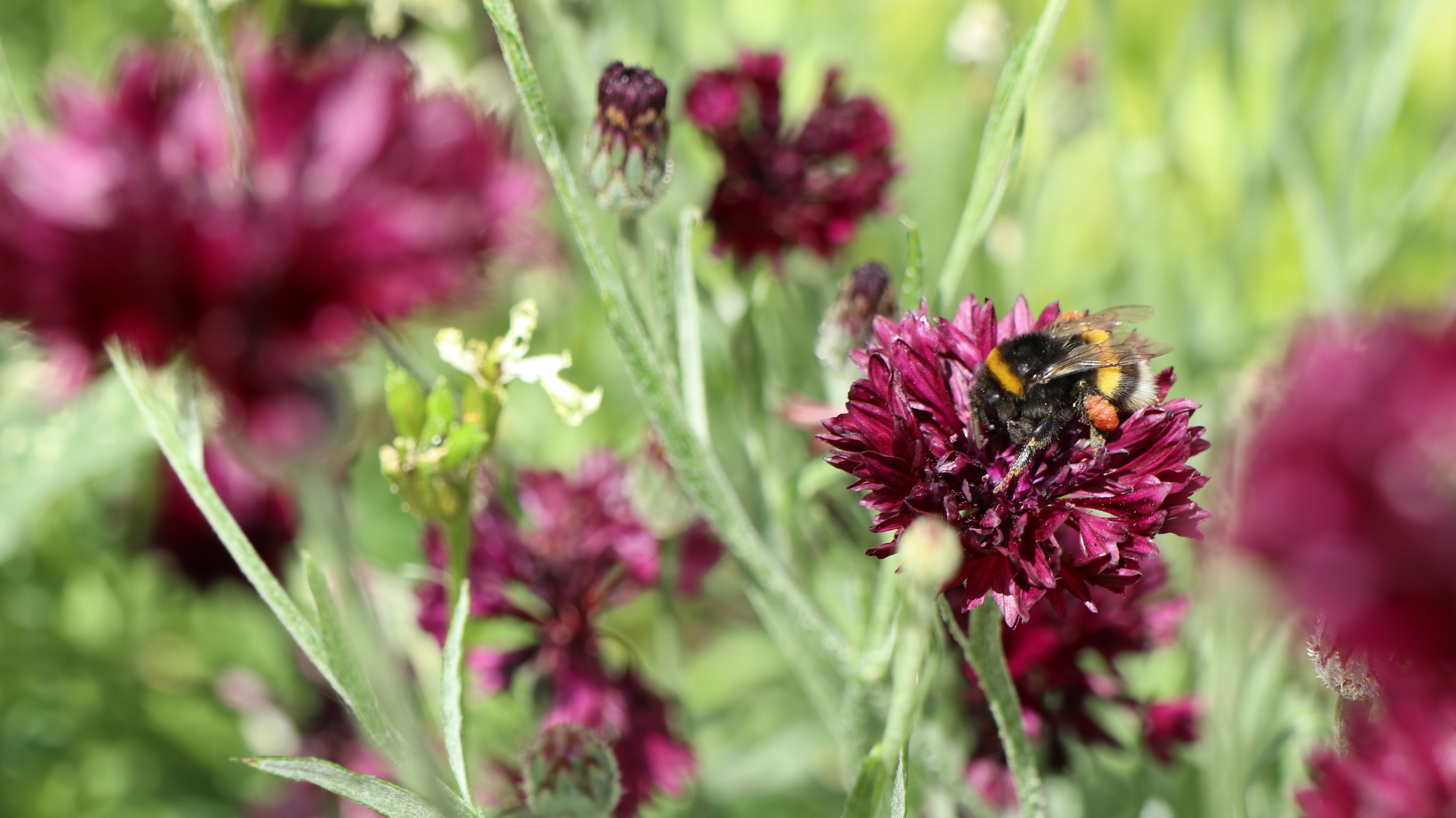 Studien zu Wildbienen zeigen: Hausgärten retten Bestäuber