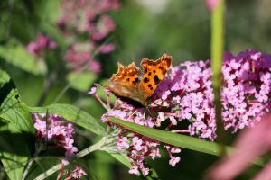 Nützliche Hecken, Sträucher und Wildgehölze im Garten für Insekten und Vögel