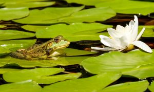 Unfall im Garten Kinder und Gartenteich