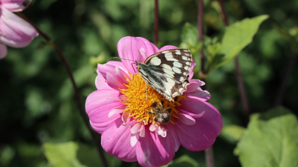 Schachbrett Schmetterling oder Tagfalter im Biogarten