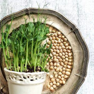 Micro Greens das Superfood zum Beispiel aus Erbsen