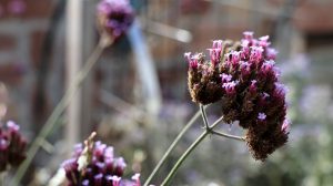 Blüten im Oktober Nektarpflanze Eisenkraut Verbena bonariensis