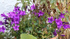 Blüten im Oktober Nektarpflanzen Glockenblume