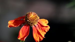Blüten im Oktober Nektarpflanzen Helenium Sonnenbraut Baudirektor Linne klein