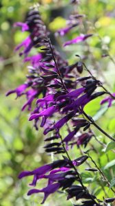 Blüten im Oktober oder Herbst Nektarpflanzen Salvia Amistad klein