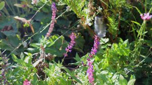 Blüten im Oktober Nektarpflanzen Salvia nemorosa Helgoland