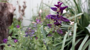 Blüten im Oktober Nektarpflanzen Schopfsalbei