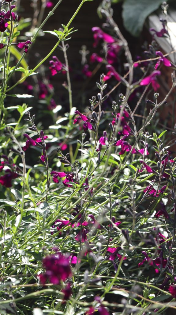 Salvia Nachtvlinder Dauerblüher und Nektarpflanzen