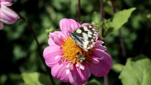 Schachbrettfalter und Biene auf Dahlie Dauerblüher bis Frost