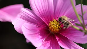 Blüten im Oktober Nektarpflanzen Ackerhummel an Cosmee (2)