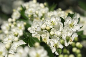 Ökosystemleistung von Hecken Stichworte Hochwasserschutz und gut für Vögel und Insekten Weißdorn