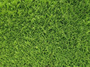 Ökosystemleistung von Hecken Stichworte Lärmschutz und Thuja