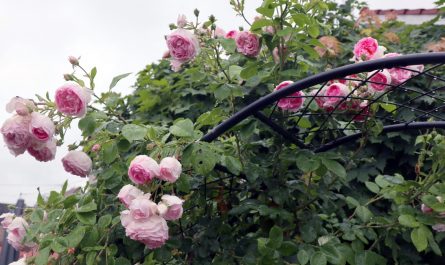 Gartendeko im Landhausstil Rosenbogen passt immer klein