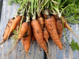Gemüsebeet planen, anlegen, welches Gemüse und wie bepflanze ich es?