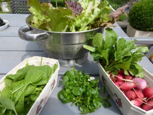 Gemüsebeet planen, anlegen, welches Gemüse und wie bepflanze ich es?