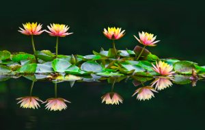 Kleinen Garten optimal nutzen und gestalten ein Teich gehört gerne dazu