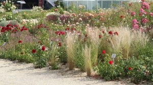 Warum Mulch viele Vorteile hat, hier: Ein Kiesgarten