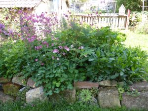 Trockenmauer im Garten