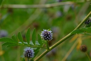 Süßholzwurzel im eigenen Garten anbauen