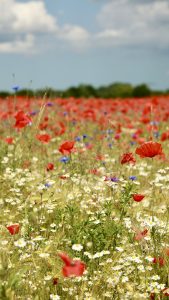 Blumen online kaufen oder bestellen