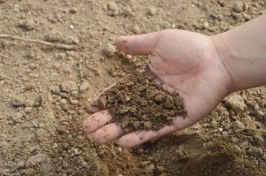 Synthetischer oder natürlicher Dünger