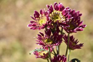 Herbst Chrysantheme Spätblüher im Garten