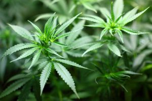 Cannabis anbauen Anleitung