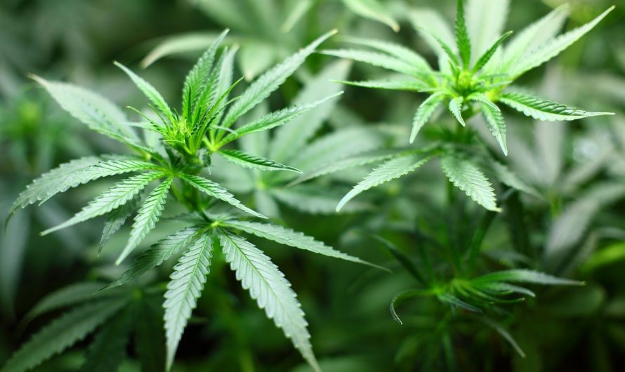 Cannabis anbauen: Das ist nun erlaubt und so funktioniert es