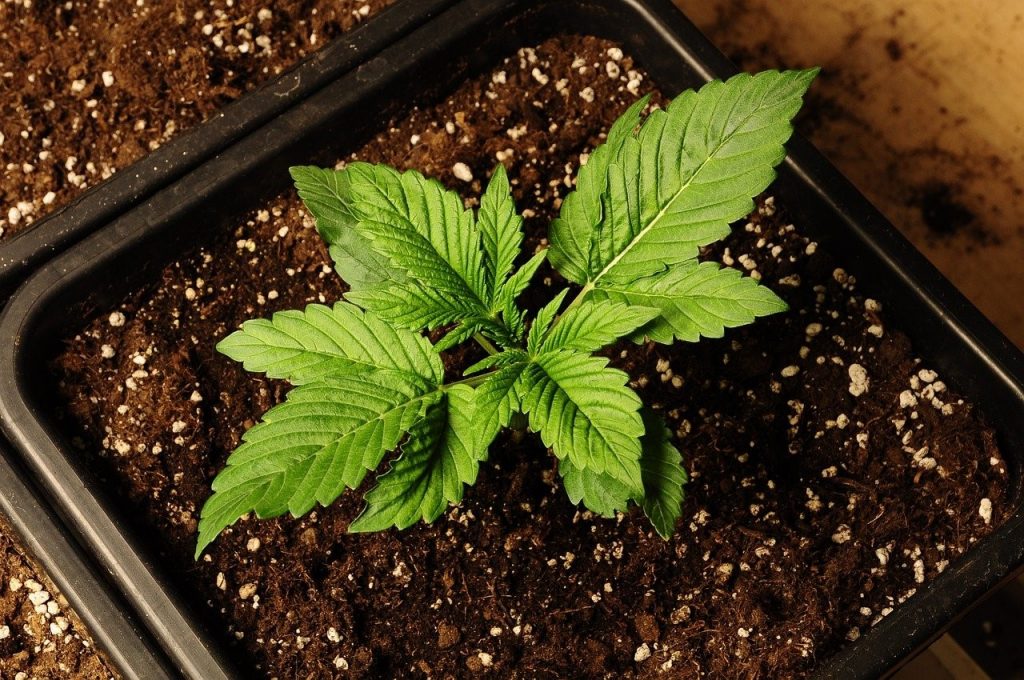 Cannabis anbauen Anleitung 2 muhvie.de Garten, Balkon & Genuss